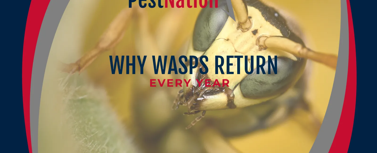 Why Wasps Return Every Year