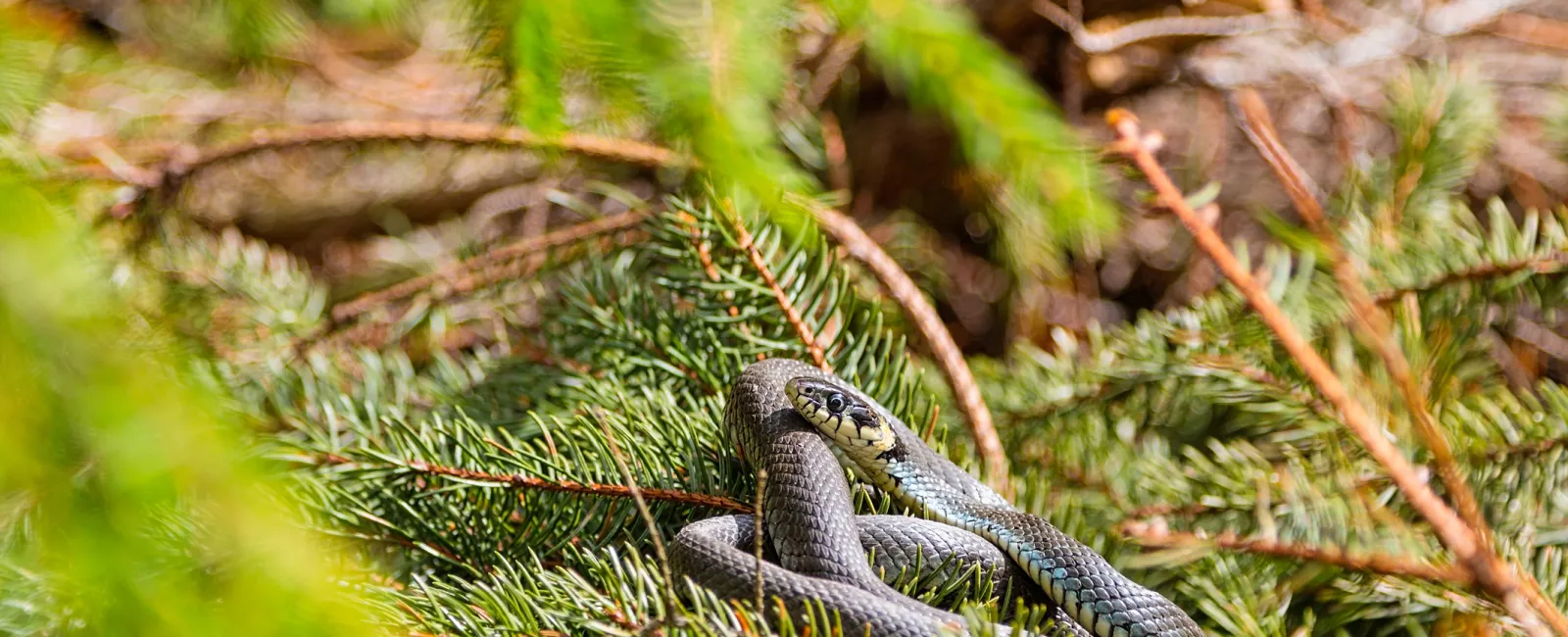 Hopefully You Never Find Snakes in Your Home!