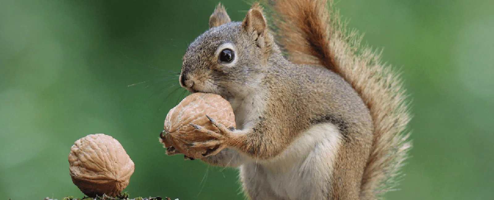 Making Your Kitchen Less Rodent Friendly