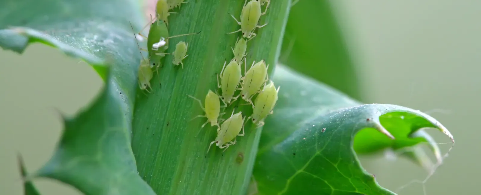 Aphids