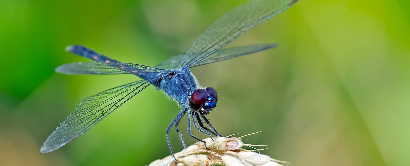 All about Dragonflies