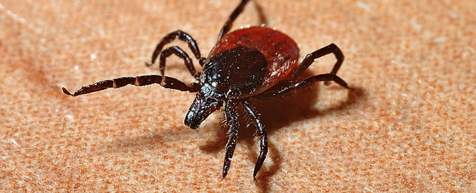 Ticked Off: Safe Tick Removal