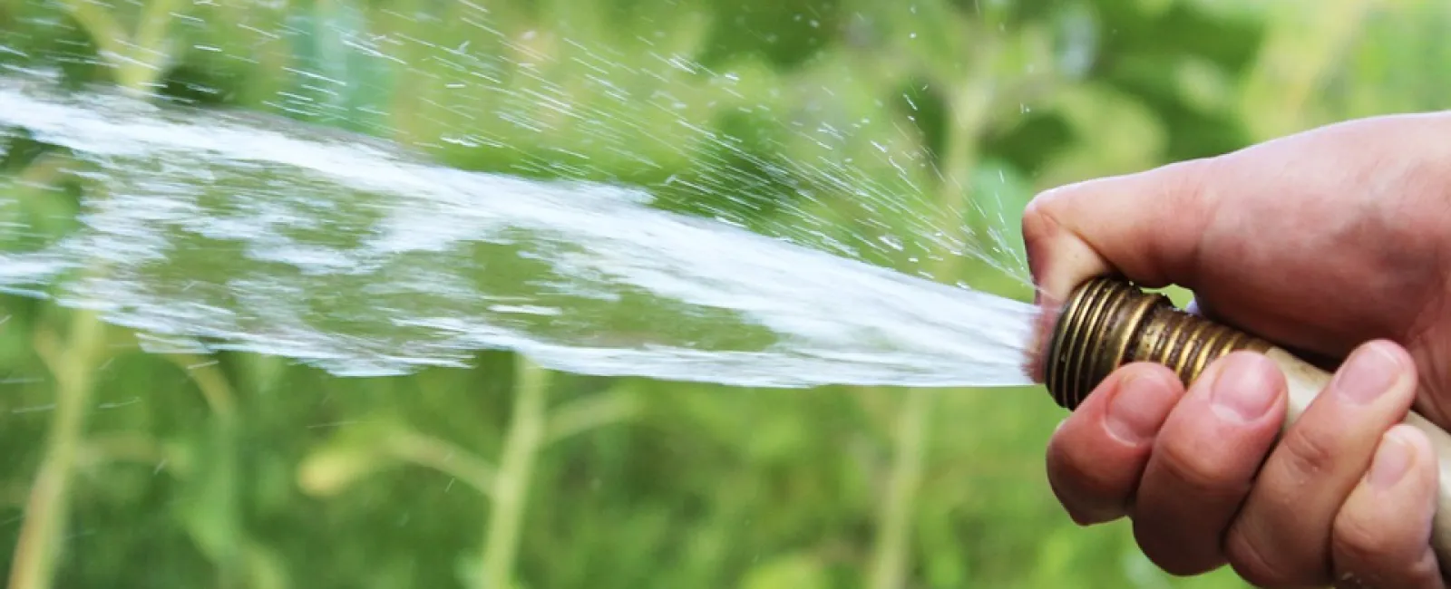 Keeping Pests Out of a Garden