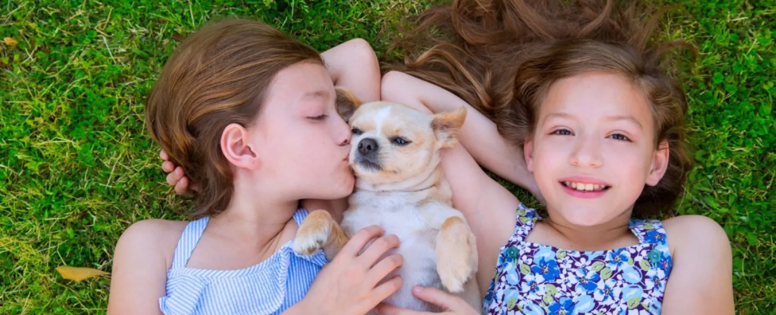 a person and a girl holding a dog in a grassy area