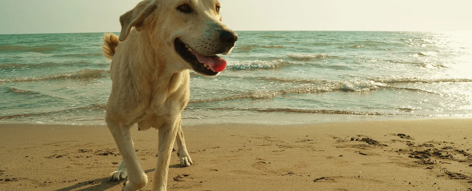 a dog on a beach