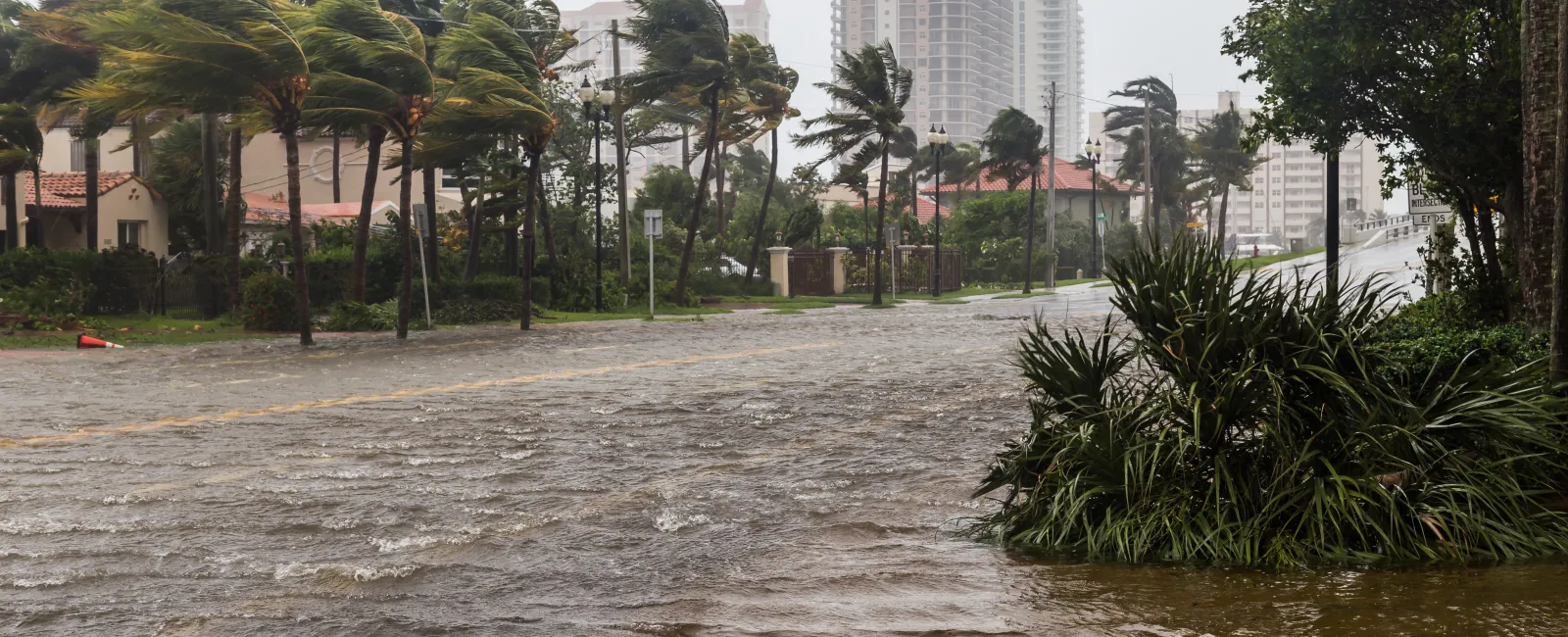 a flooded street with palm trees