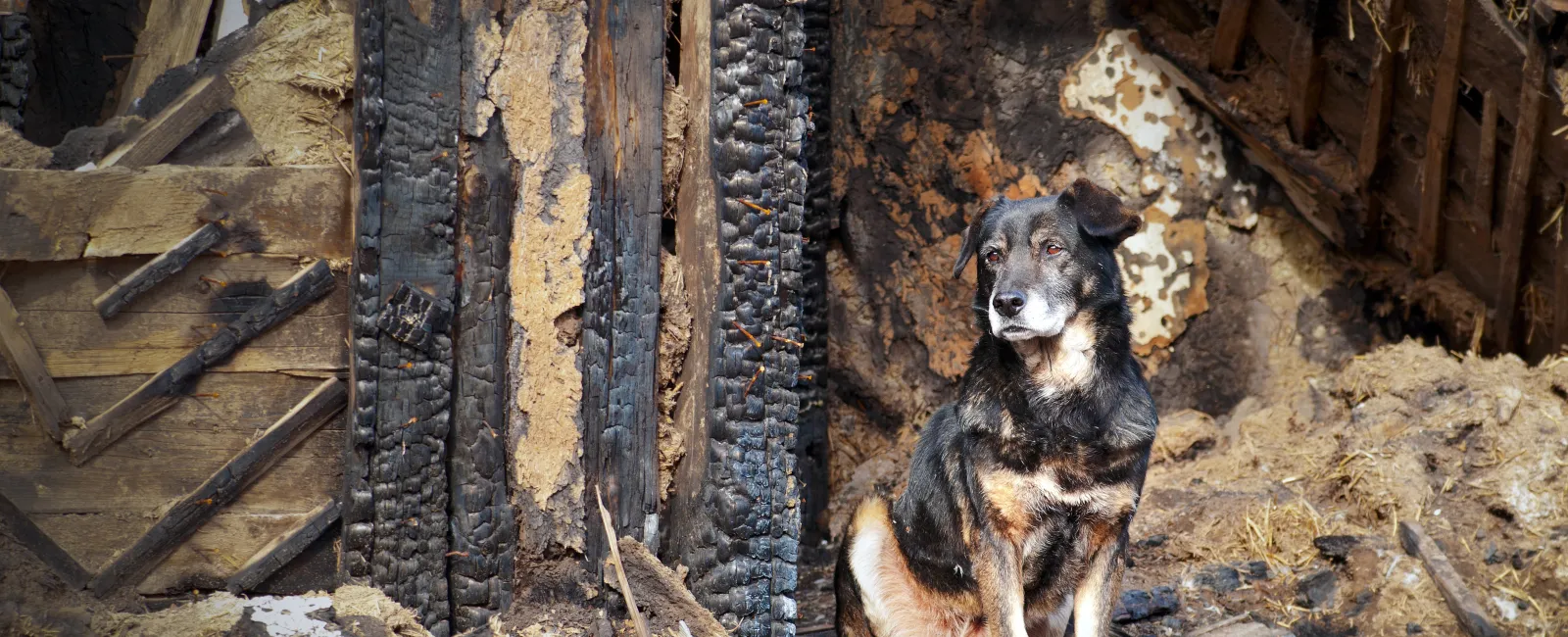 a dog sitting in a hole in a wall