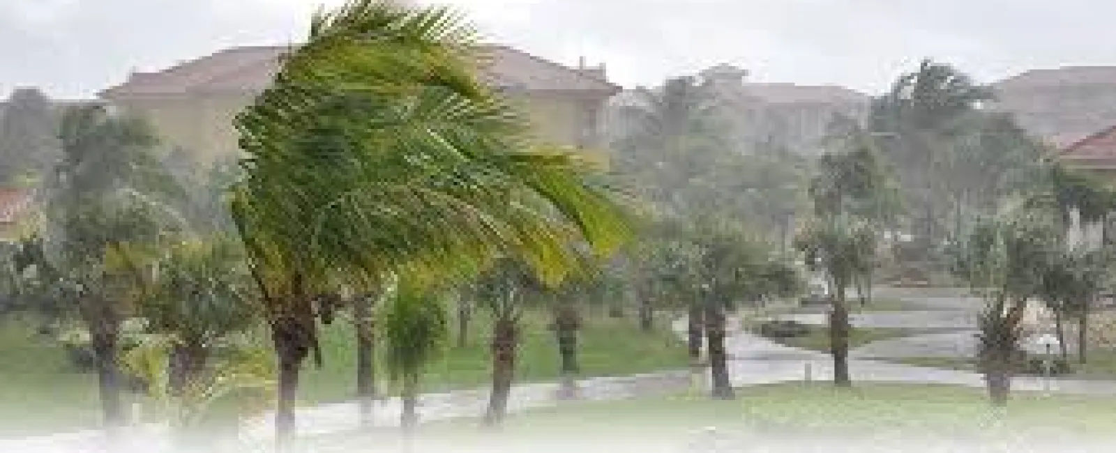 a group of trees in a flooded area