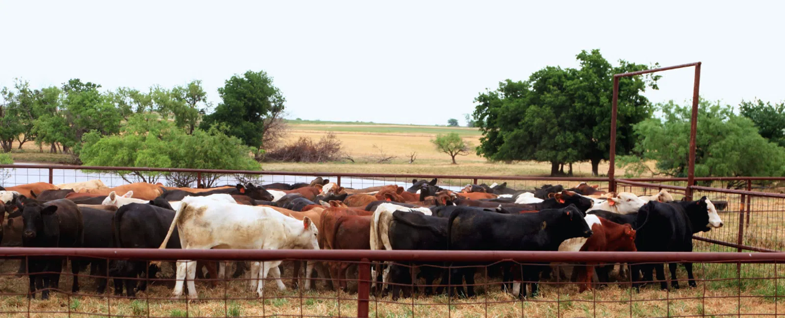 Herd of black, brown, and white cows gathered in a fenced pasture with trees and open fields in the background.
