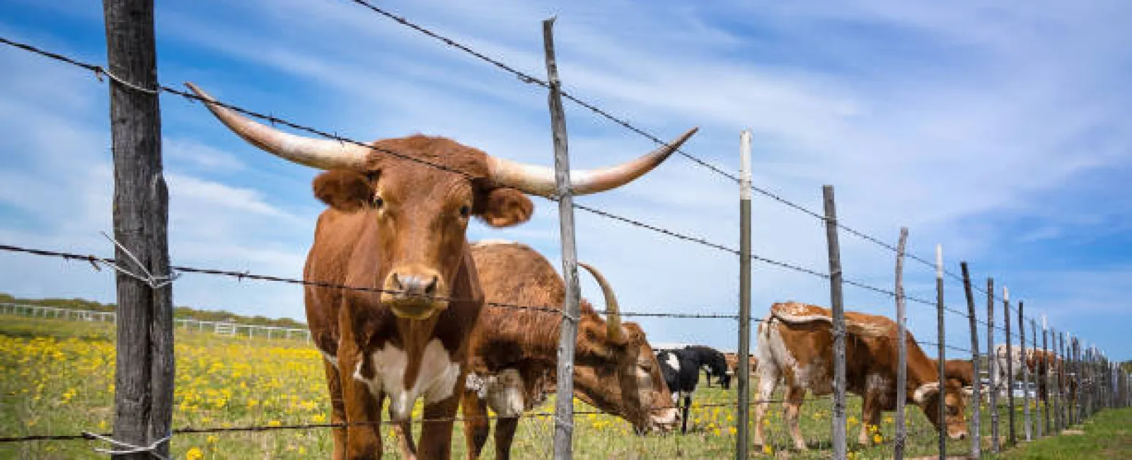 Brown and white longhorn cattle standing near a barbed wire fence in a sunny grassy field under blue sky.