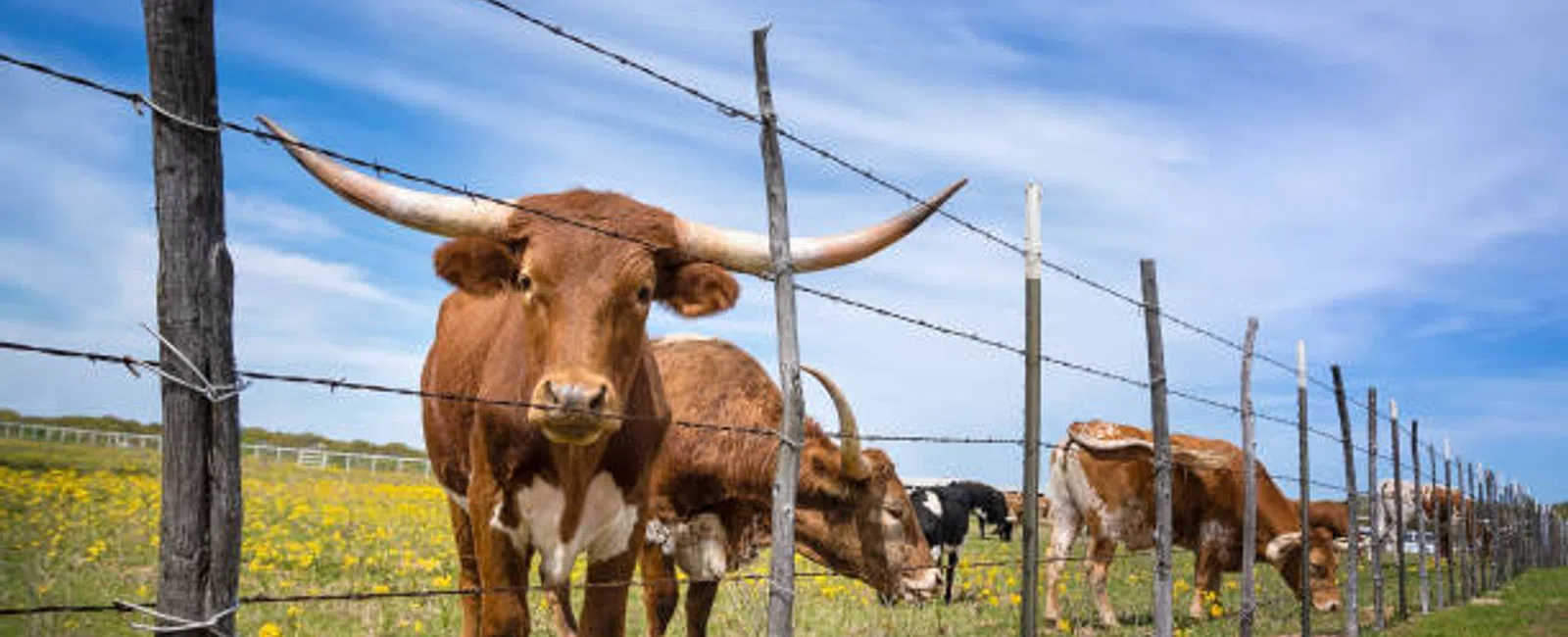 Longhorn cattle grazing behind a barbed wire fence in a sunny green pasture with blue sky.