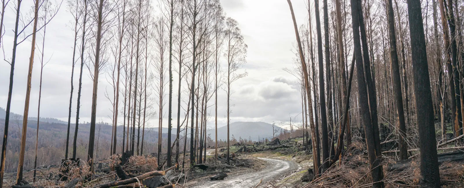 Winding path through a forest of tall, burned trees under a cloudy sky with mountains in the background