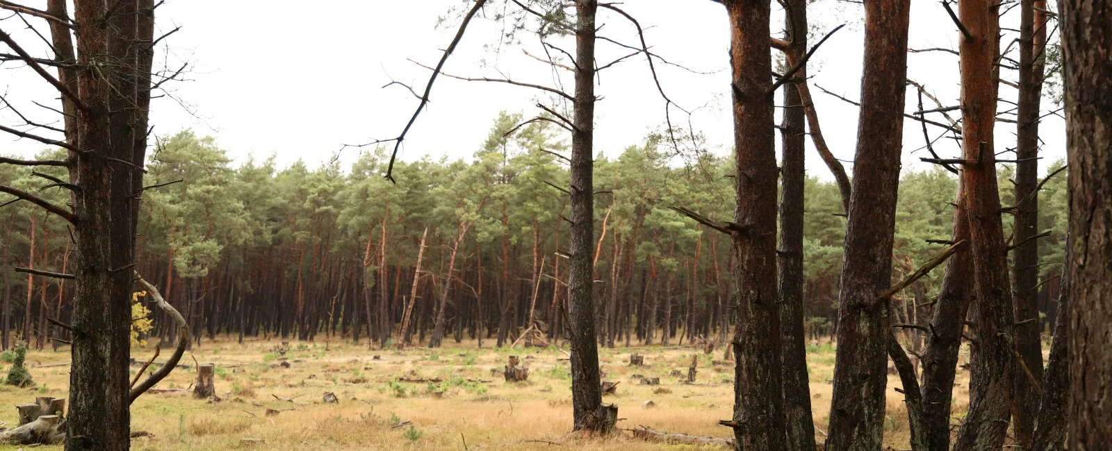 Forest clearing with tree stumps, grassy ground, and dense pine trees in the background on an overcast day