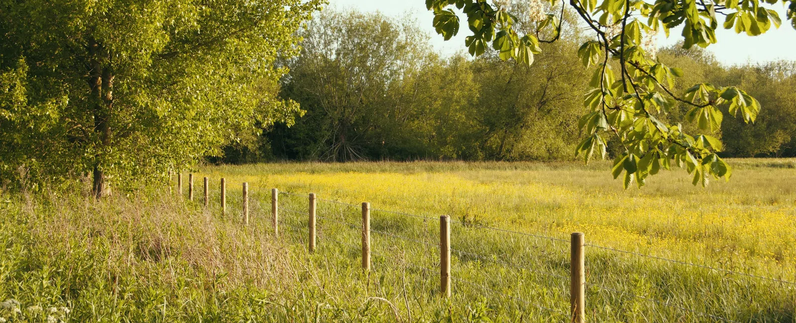 Sunny rural field with green grass, wooden fence posts, leafy trees, and wildflowers under a clear sky