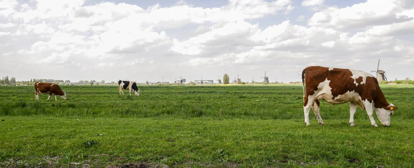 Cows grazing on green grass under a partly cloudy sky with windmills visible in the distant background.
