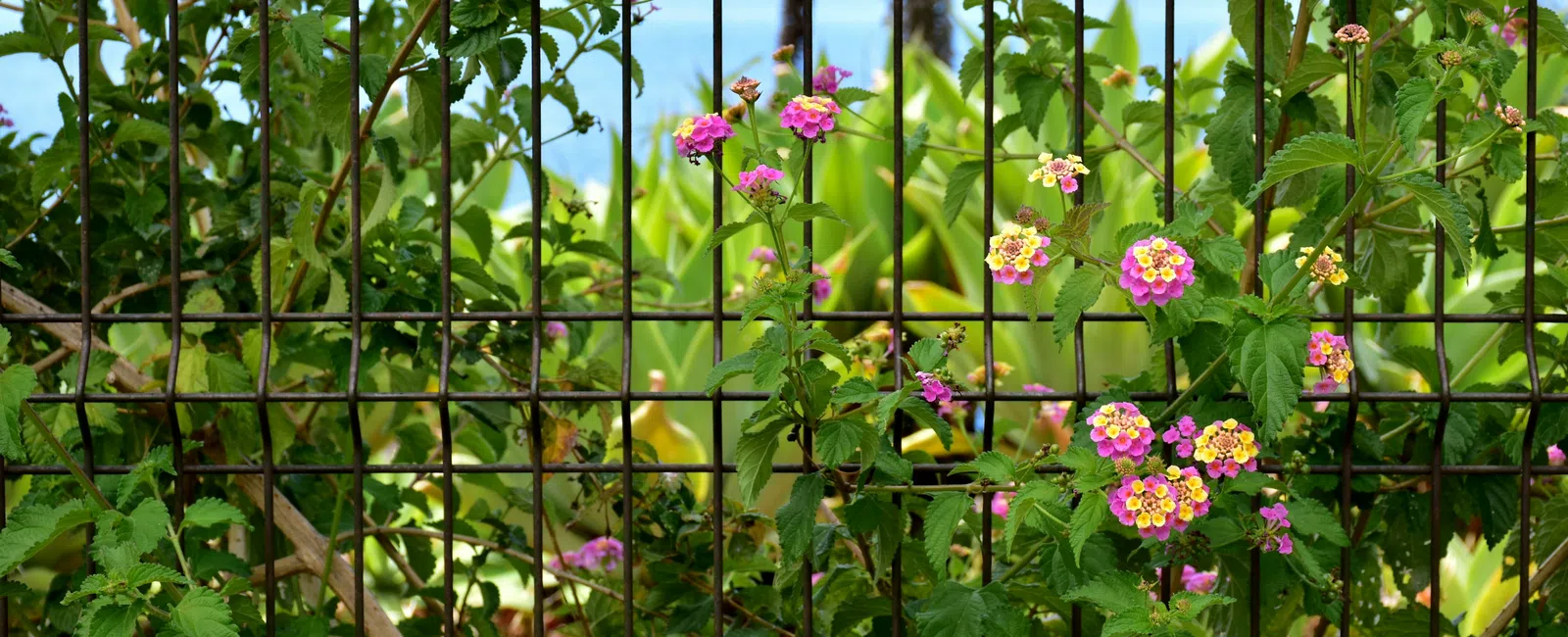 Pink and yellow lantana flowers blooming behind a metal wire fence with green foliage and blue sky.