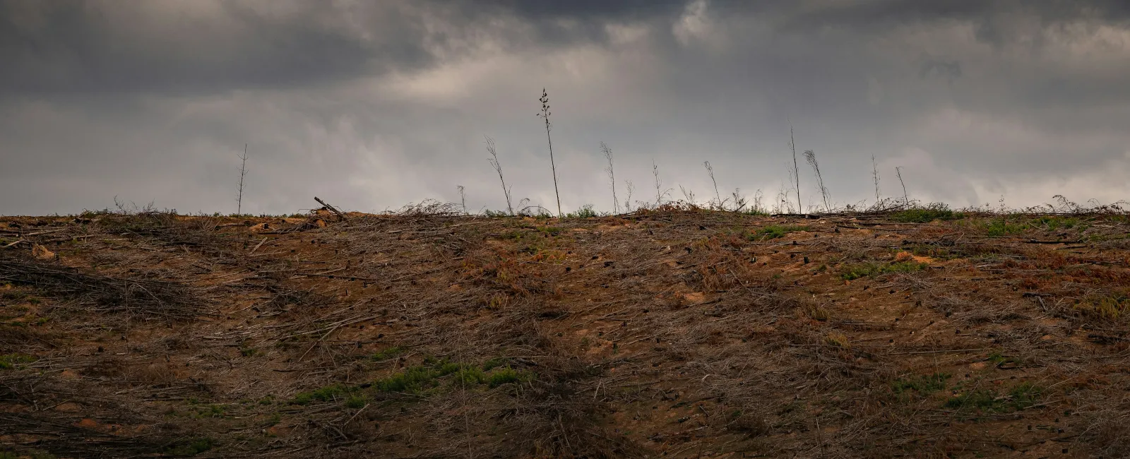 Barren deforested land with sparse dry vegetation under a cloudy gray sky before a storm.