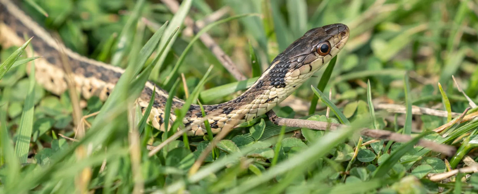 a small lizard on grass