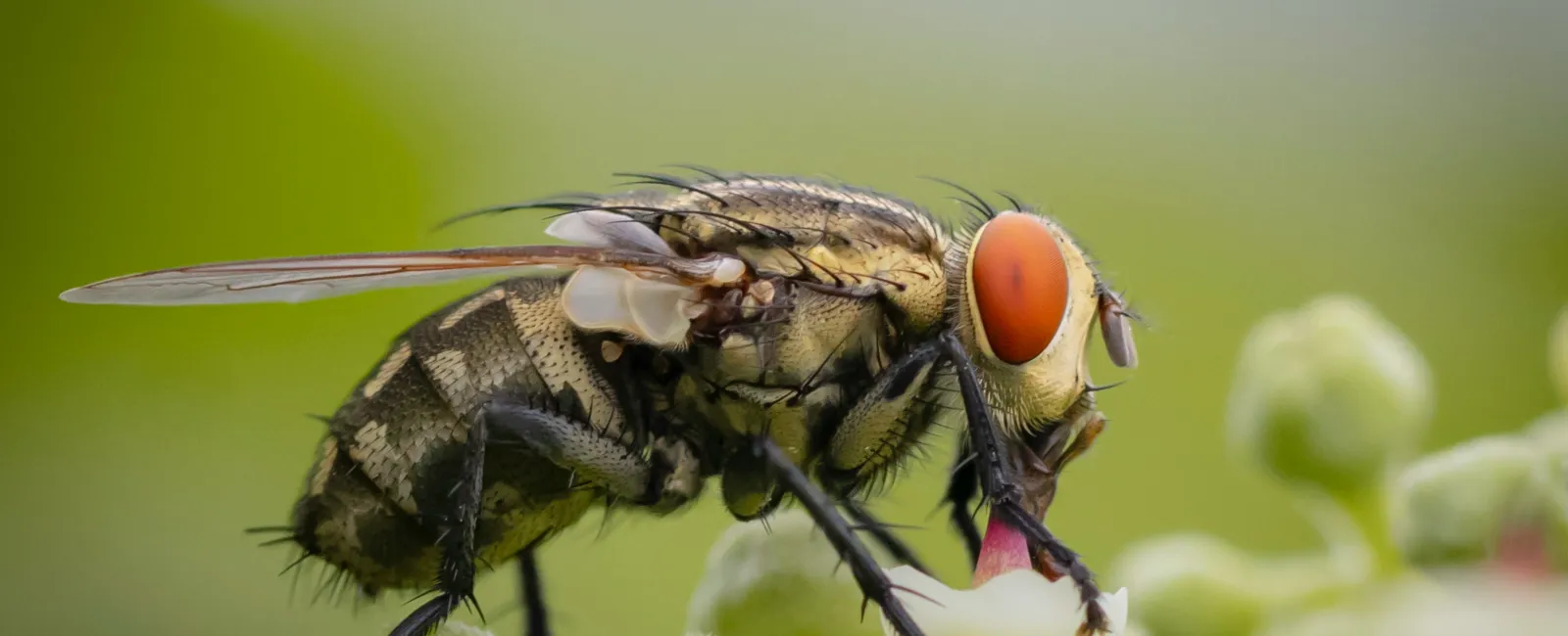 a close up of a fly