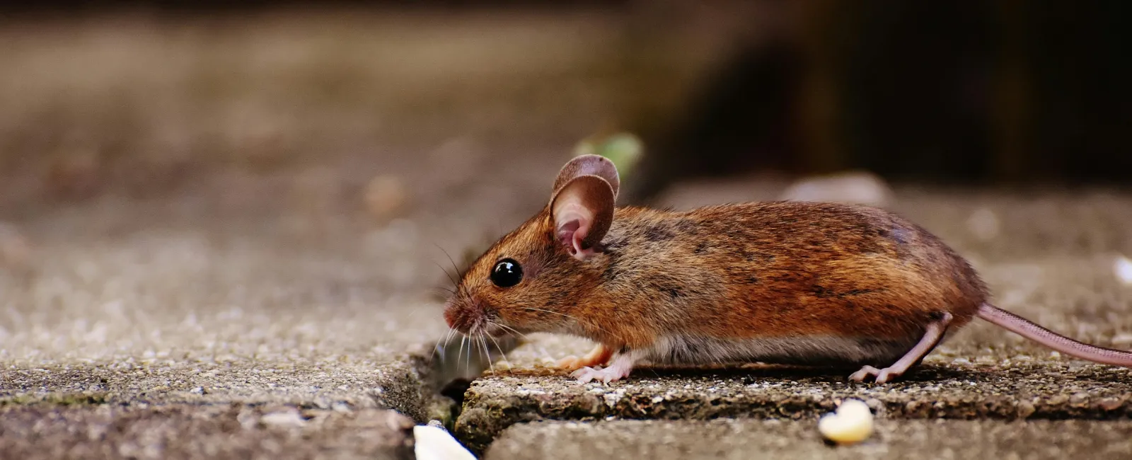 a brown rodent on a rock