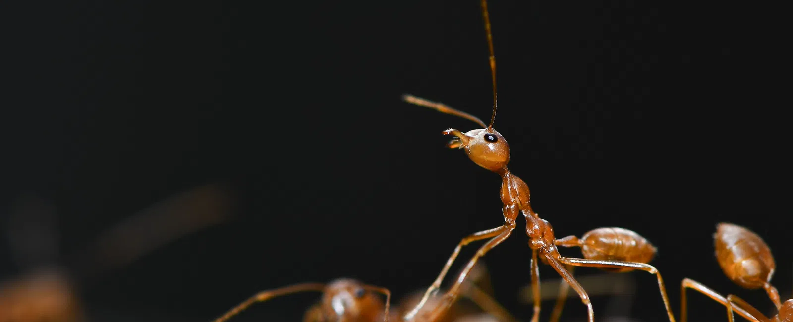 Fire Ants in Your Southern Yard: Why They Keep Coming Back