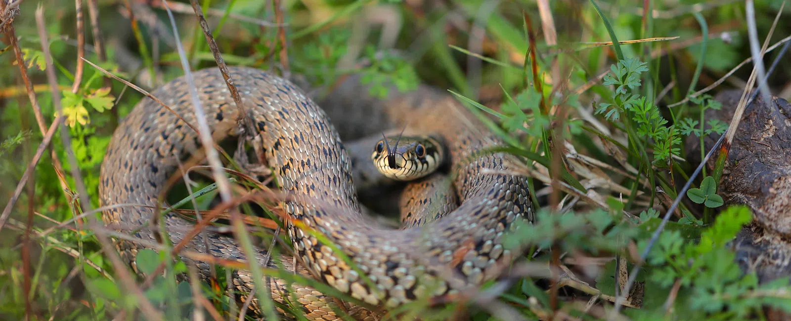 Close-up of a coiled snake in green grass and plants blending into natural surroundings.