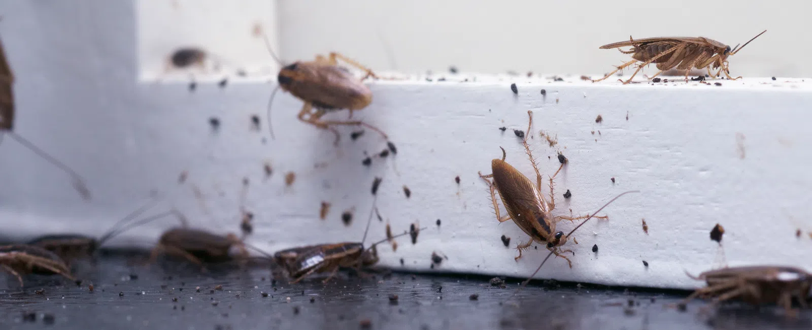 Close-up of multiple cockroaches crawling on a white surface and black floor with dirt and droppings visible.