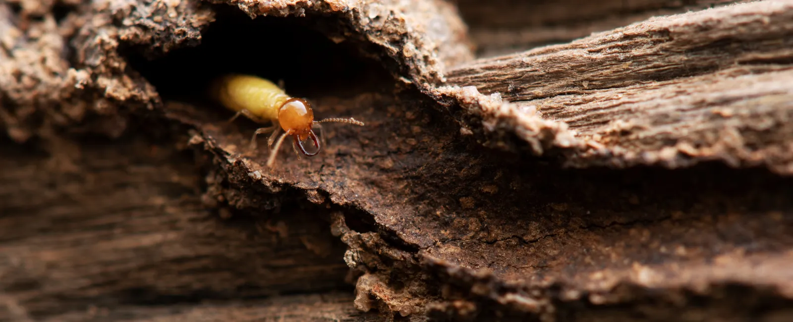Close-up of a termite emerging from decayed wood inside a hollow tunnel in brown textured wood.
