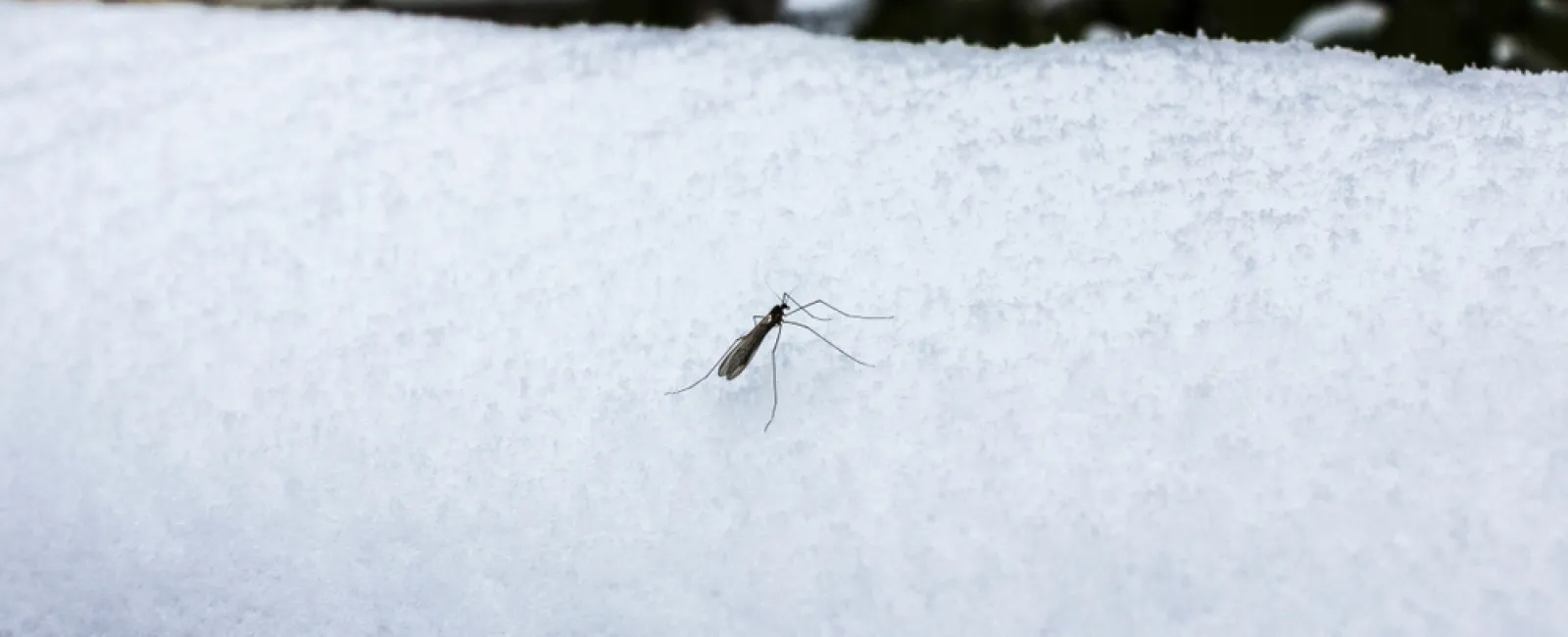 Tiny insect standing on a thick layer of fresh white snow with blurred background trees and building.