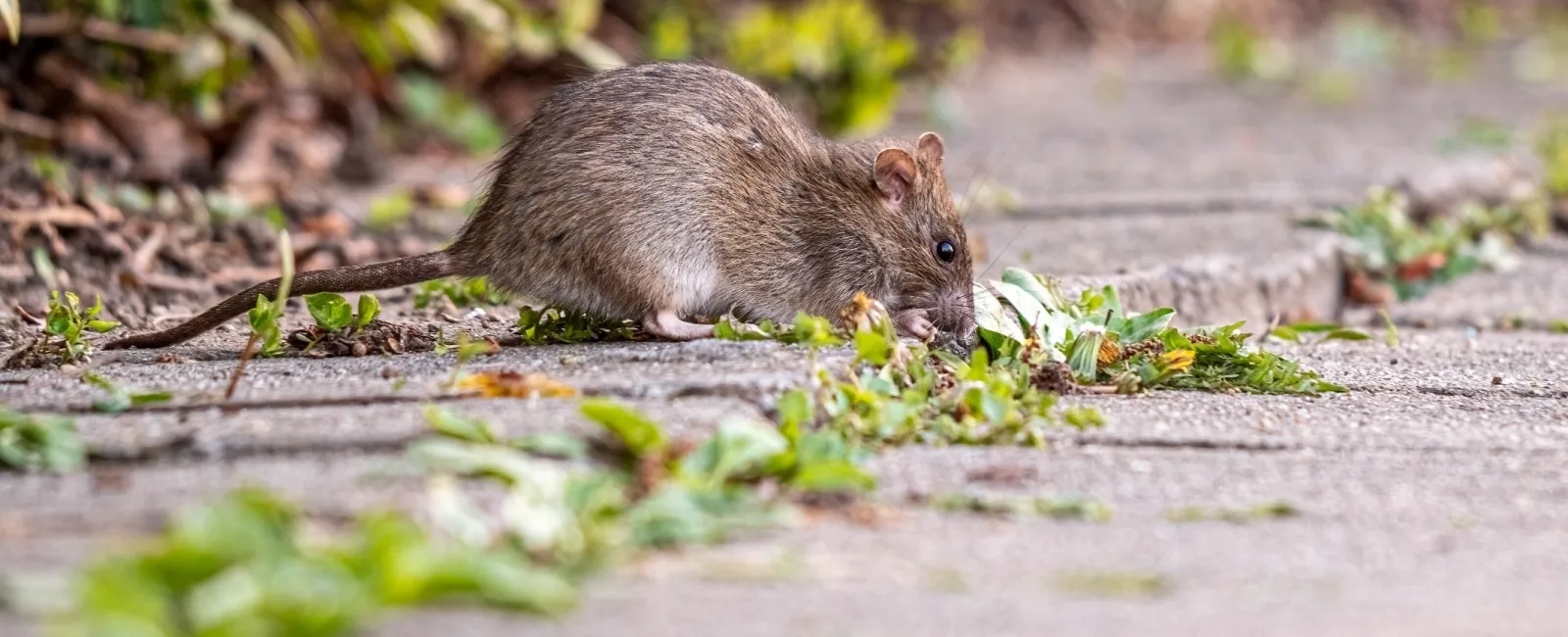 Brown rat sniffing green plants growing between urban concrete pavement slabs outdoors.