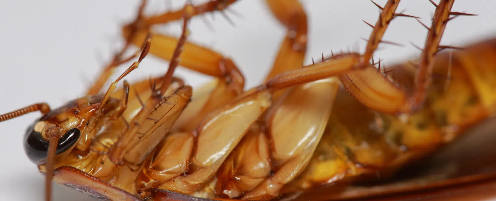Is it worth getting an exterminator for roaches