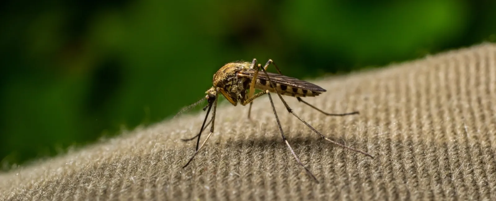 Close-up of a mosquito resting on textured fabric with green blurred background in natural light