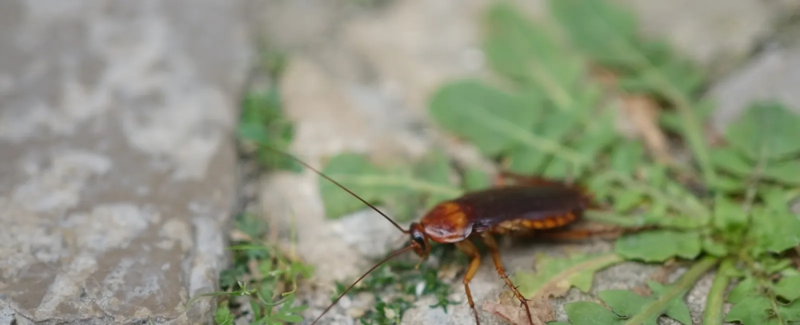 Close-up of a brown cockroach on rocky ground with green leaves and plants.