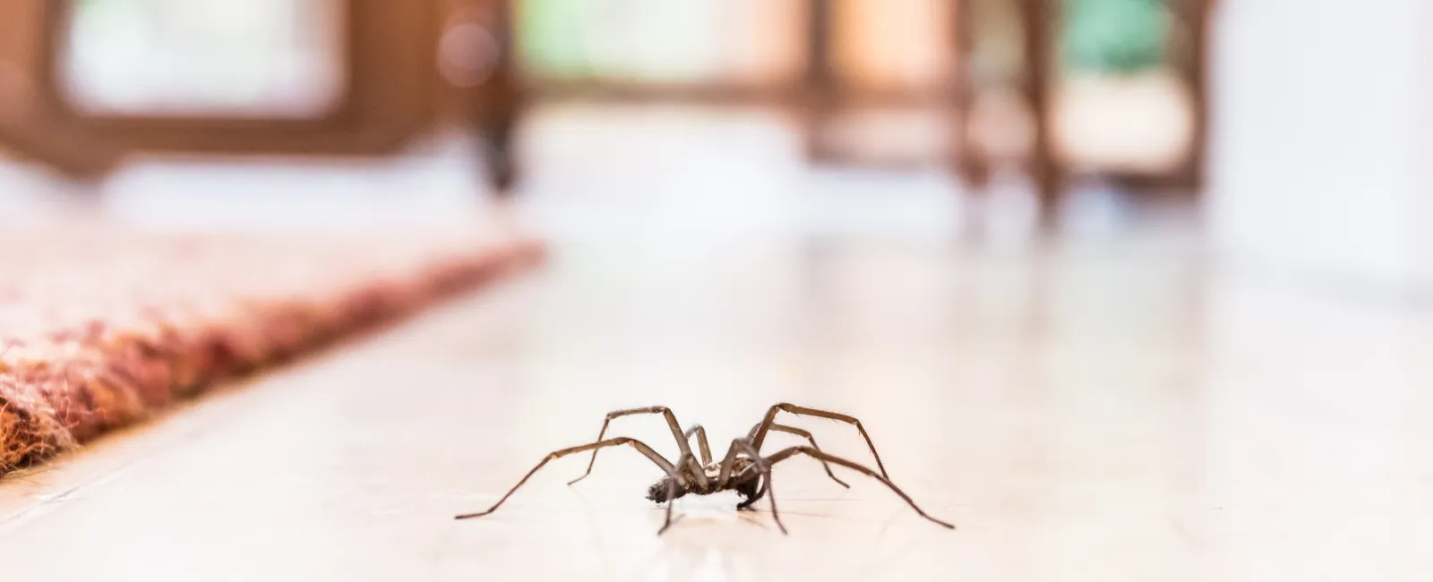 Close-up of a spider walking on a smooth floor inside a home near a carpet edge with bright background.