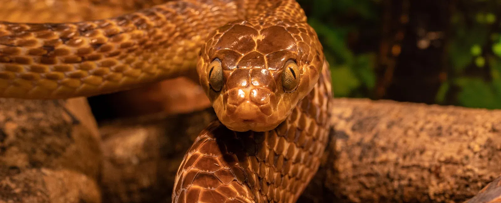 Close-up of a brown snake coiled on a branch with detailed scales and focused eyes in natural habitat.