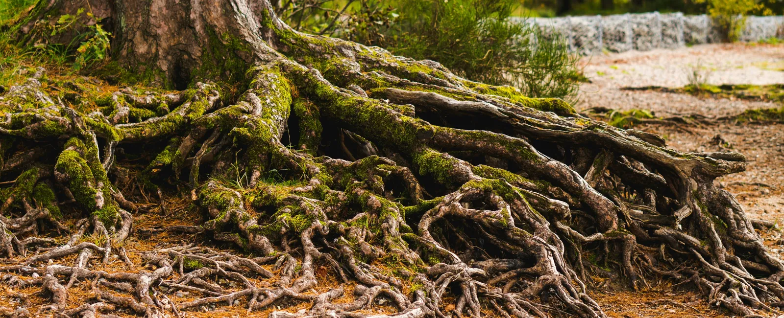 Large tree with extensive exposed roots covered in moss spreading over forest floor in autumn light