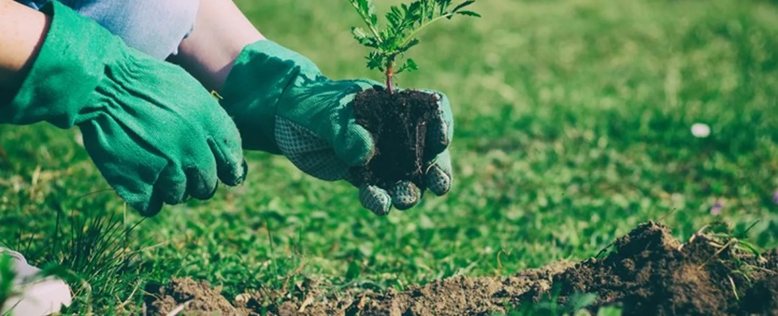 8 Promotional Products That Grow!