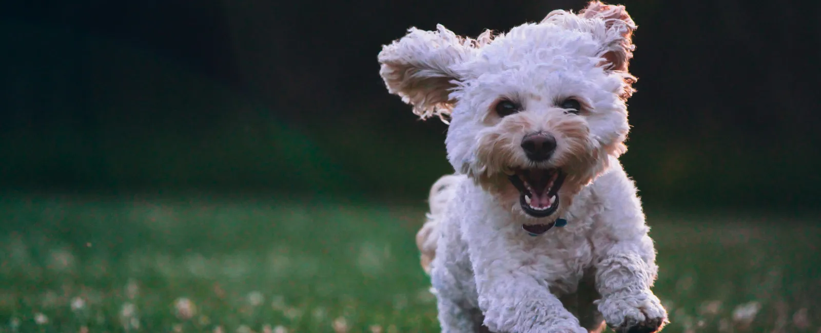 two dogs running in grass