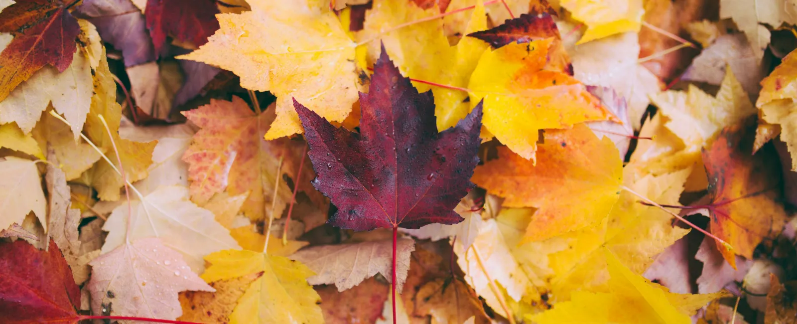Colorful autumn leaves in shades of yellow, orange, red, and brown scattered on the ground.