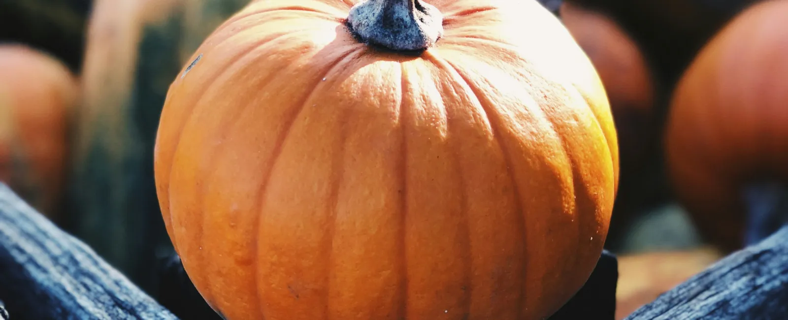 a close up of a pumpkin