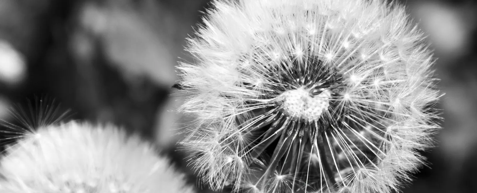 a close up of a dandelion