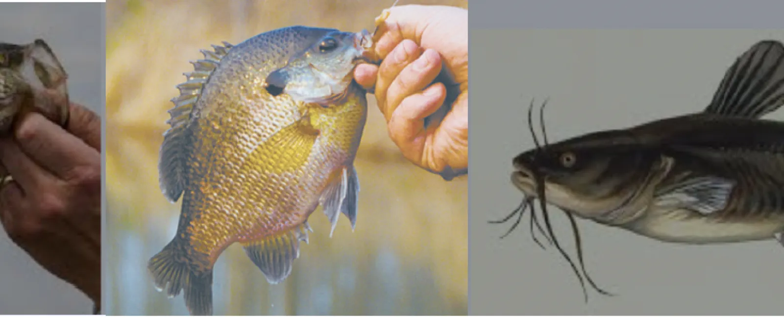 Hands holding a sunfish, a bluegill, and a channel catfish against neutral backgrounds.