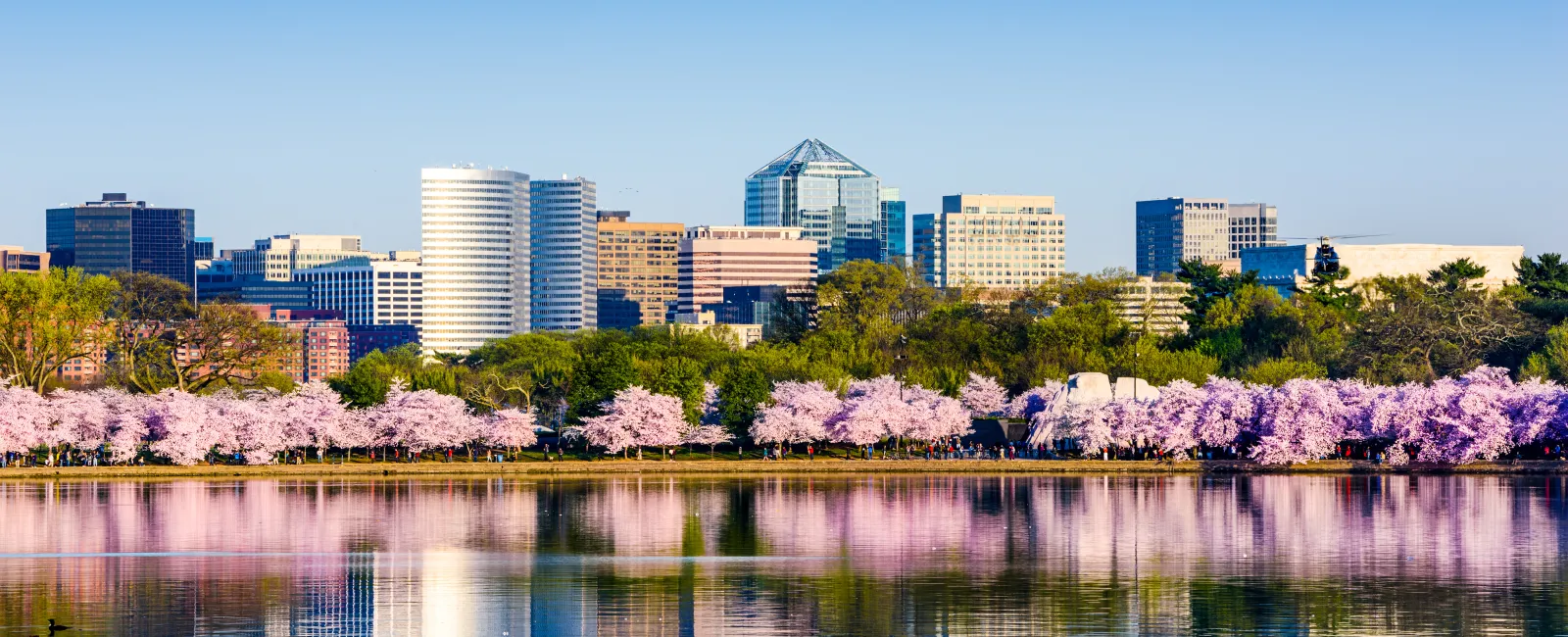 City skyline with blooming cherry blossom trees reflecting on calm river water under clear sky.