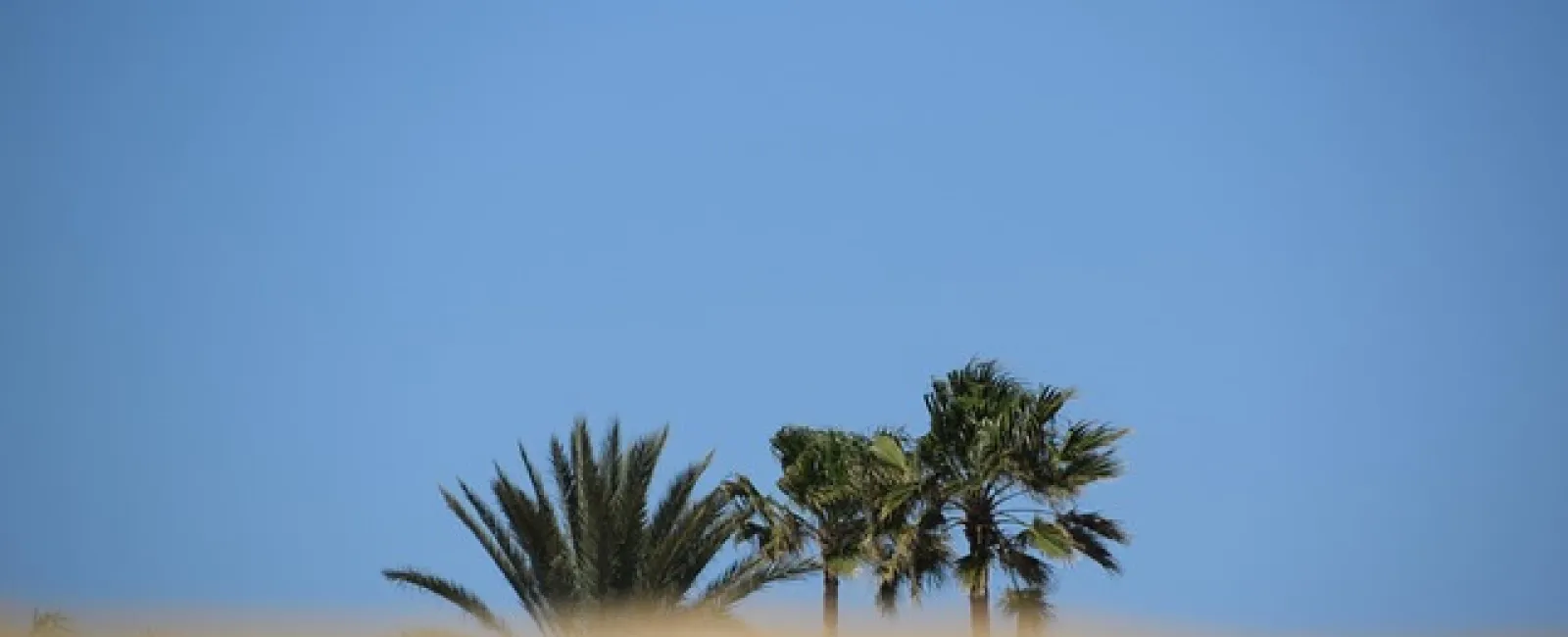 Palm trees with green leaves behind sandy dunes under a clear blue sky