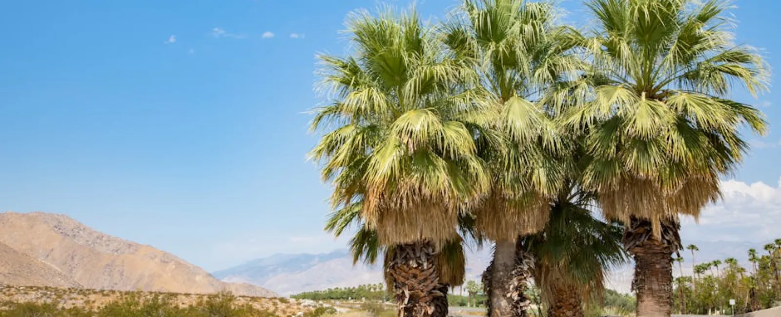 Group of palm trees on sandy ground under a clear blue sky with mountains in the background
