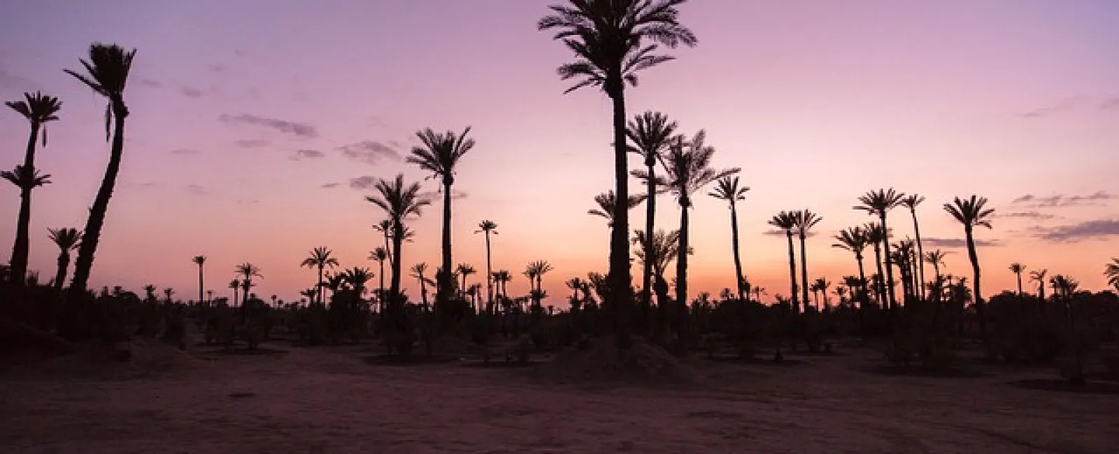 Silhouettes of tall palm trees against a purple and orange sunset sky over a desert landscape.