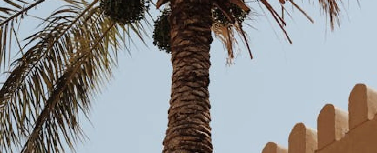 Tall palm tree with clusters of dates next to a beige traditional building under clear blue sky.