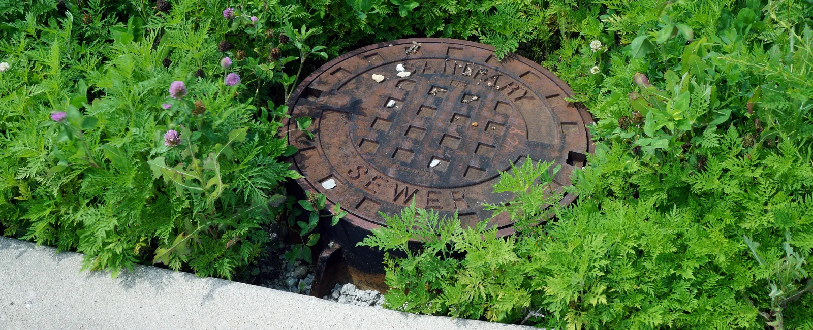 What to Do When You Share a Sewer with Your Neighbors