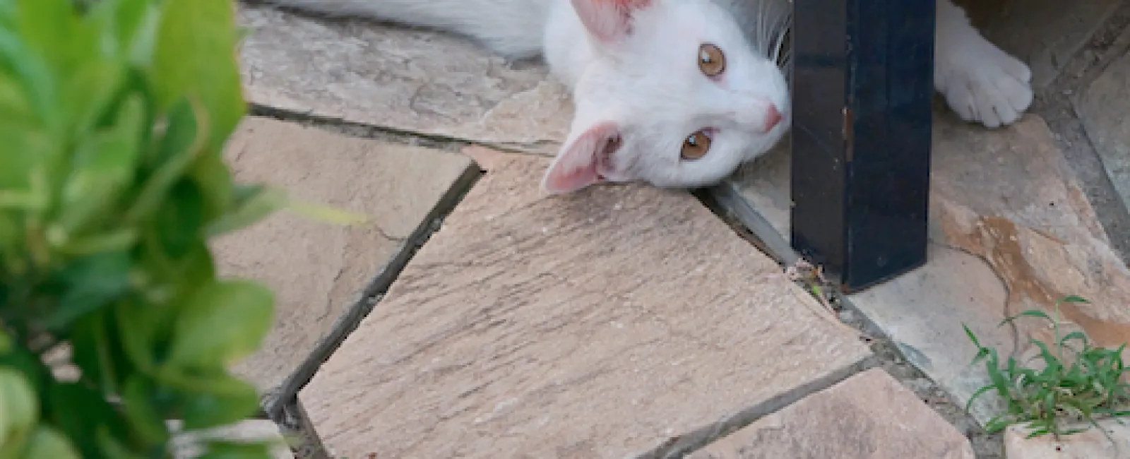 a cat looking at a plant