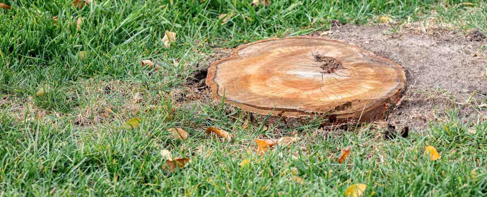 Freshly cut tree stump surrounded by green grass with scattered small leaves in a garden.